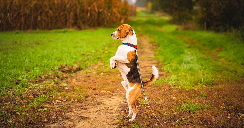 Why walking your dog is a great way to workout